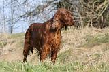 SETTER IRLANDAIS 195